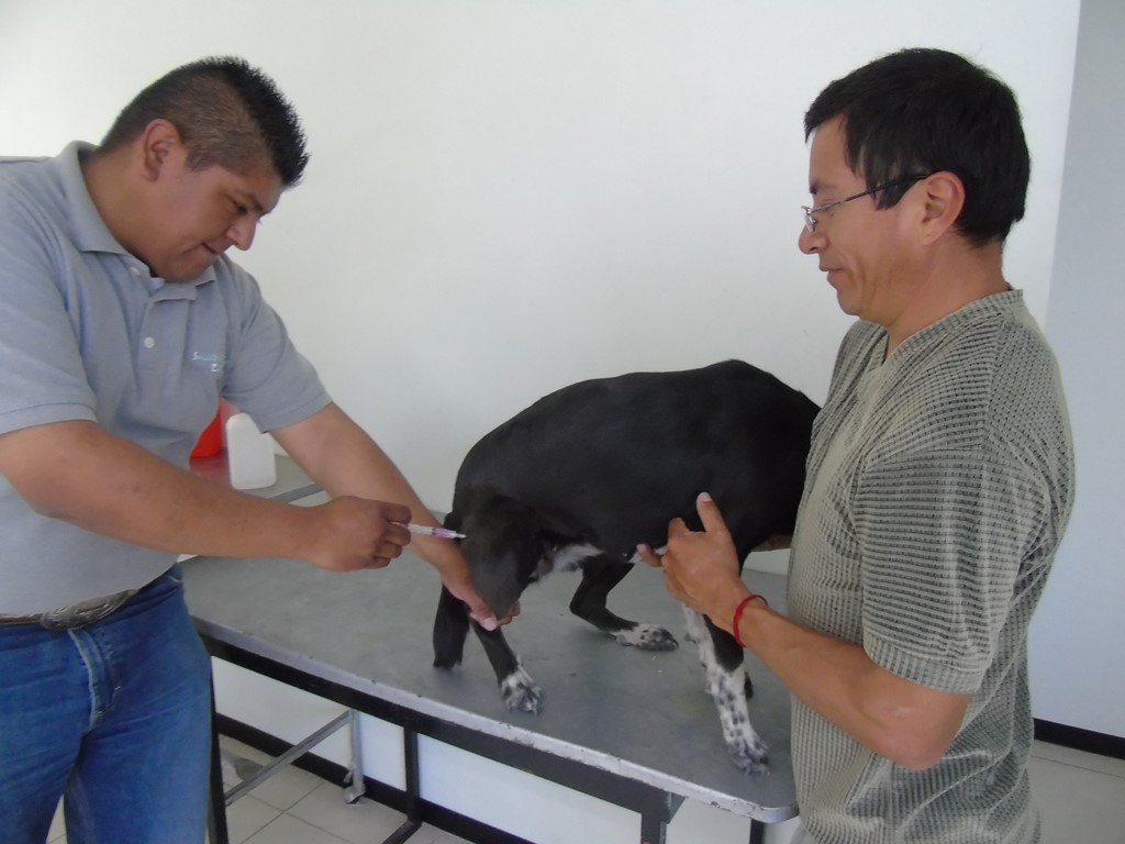 Participará SESA en Semana Nacional de Vacunación Antirrábica